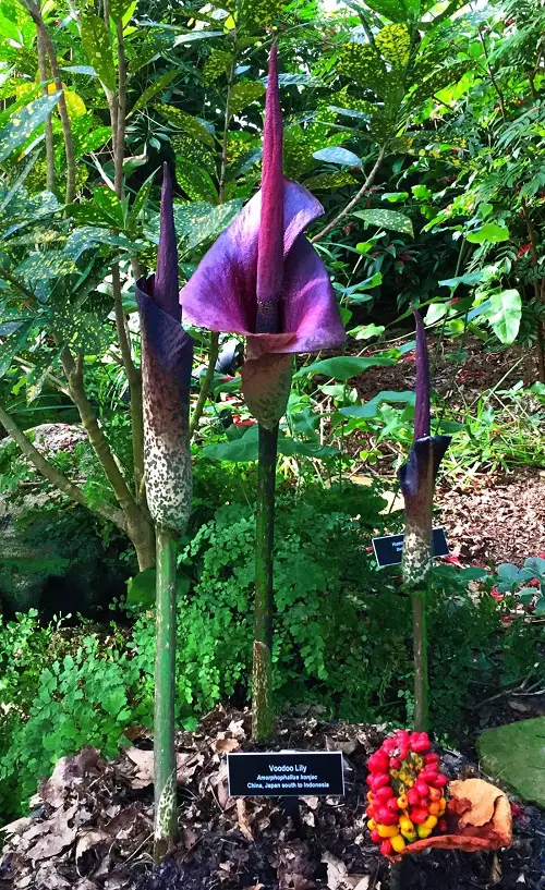 unusualPerennials You Can Grow This Summer