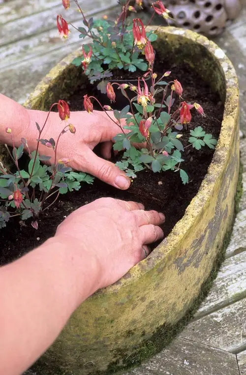Best wildflowers for pots 2