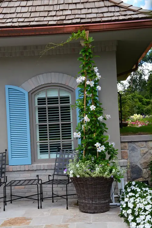 potted plants trellis 14