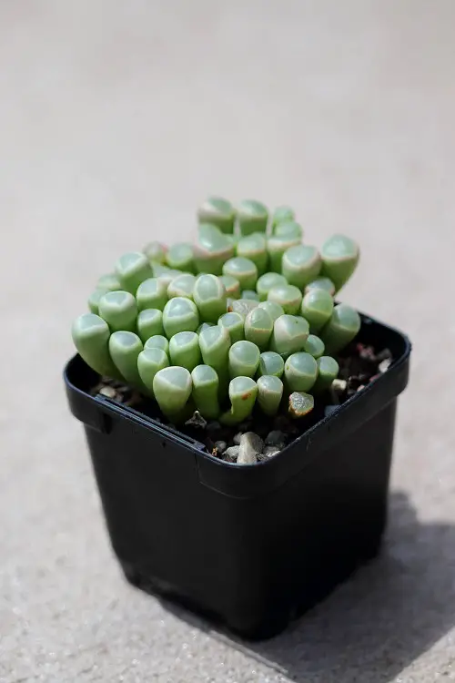 mushroom-like plants 1