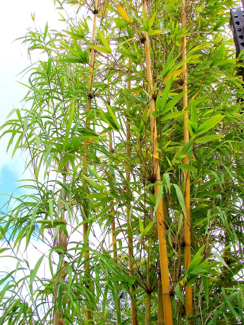 Plants Resembling Corn