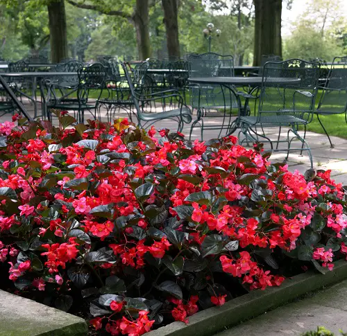 Brazilian Flowers in garden bed