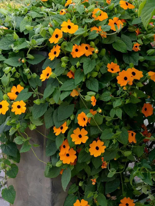 top Flowers that begin with B