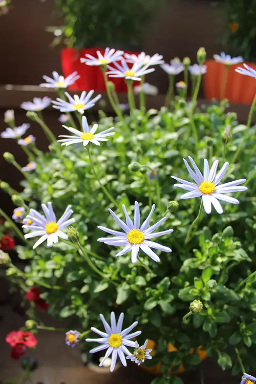 top Flowers that begin with B