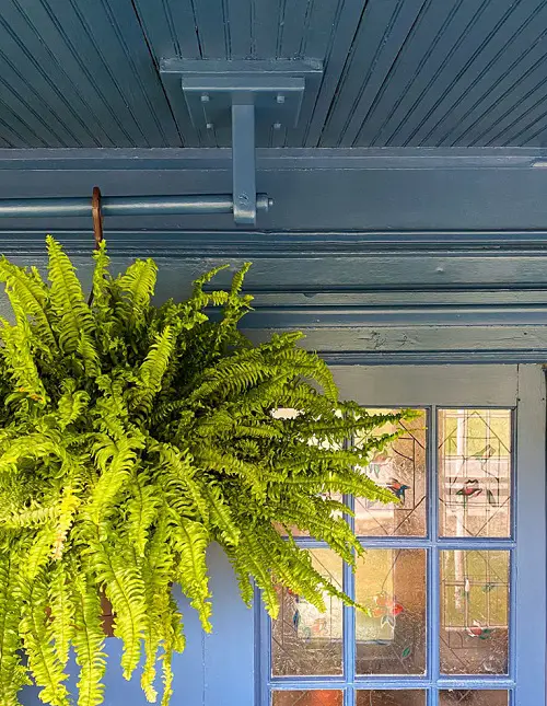 Boston Fern in hanging ceiling 