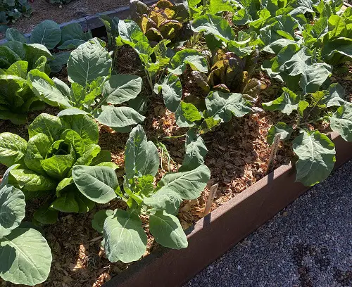 Ideal Vegetables for California's South