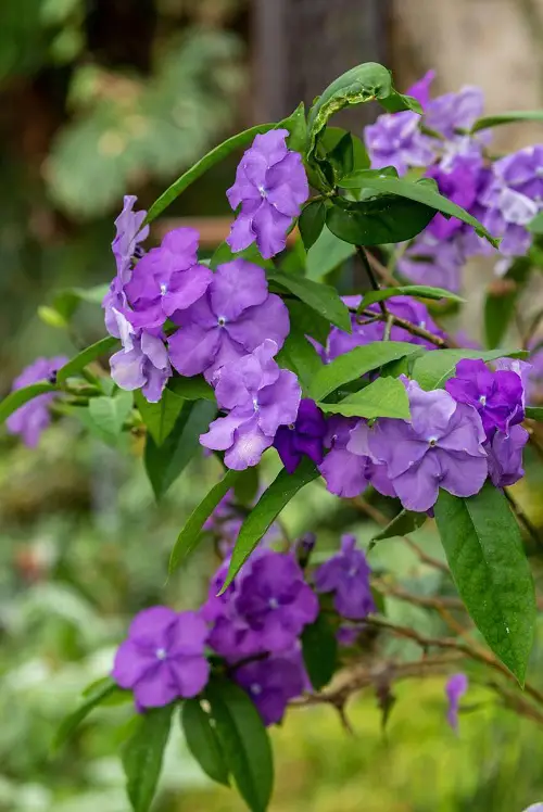 Brazilian Flowers uniqueness