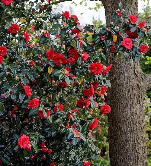 Amazing Flowers Similar to Hydrangeas
