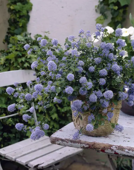 Best Container Gardening Plants 20