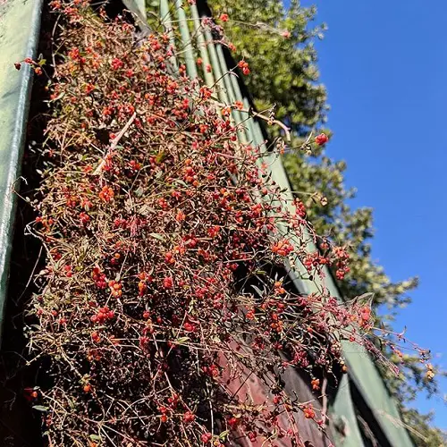 Shrubs that Climb like a Vine garden 4