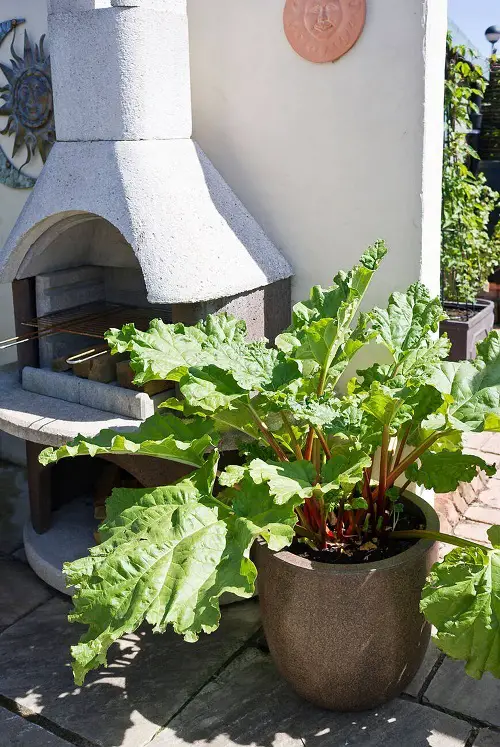 High Maintenance Plants to grow in garden 