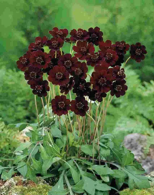 Perennials You Can Grow This Summer