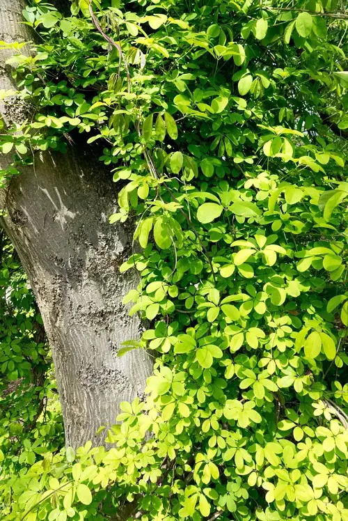 Vines That Grow on Trees 2