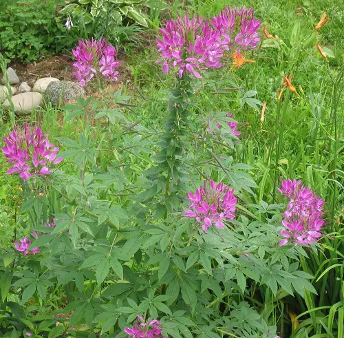 beautiful Best Mauve Flowers