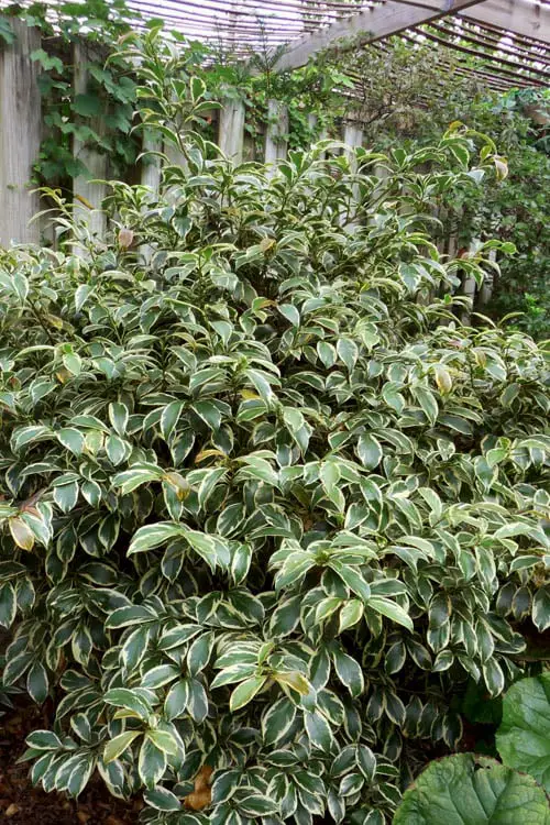 For Texas Privacy, Quick-Growing Shrubs 2