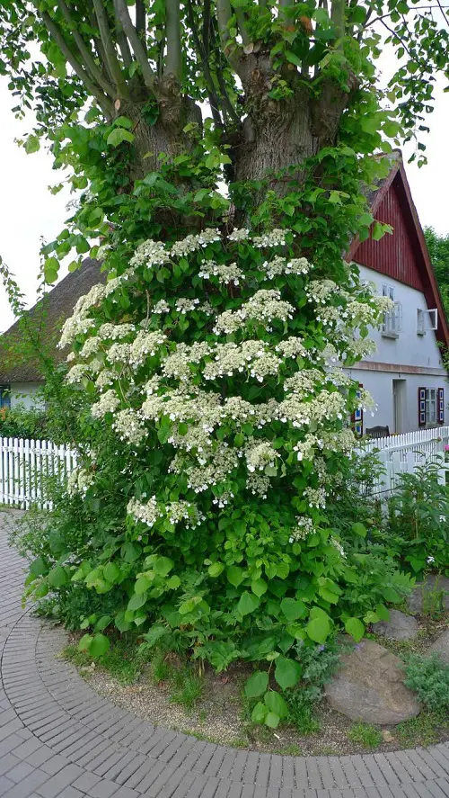 Vines That Grow on Trees in garden 