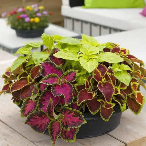 Plants for Shallow Pots 8