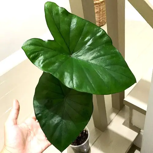 Colocasia Varieties to Grow Indoors 2