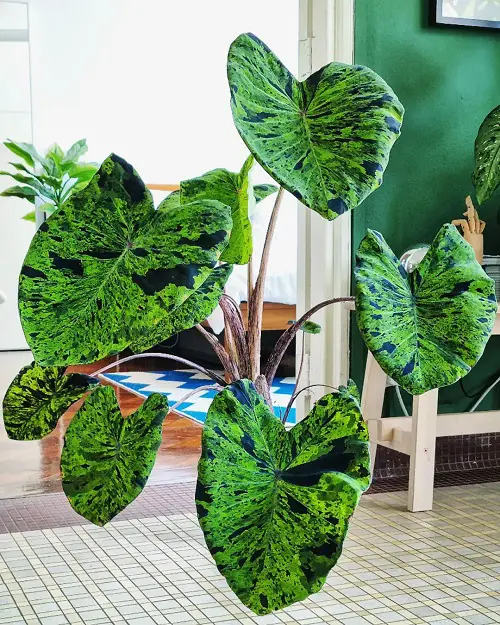 Colocasia Varieties to Grow Indoors
