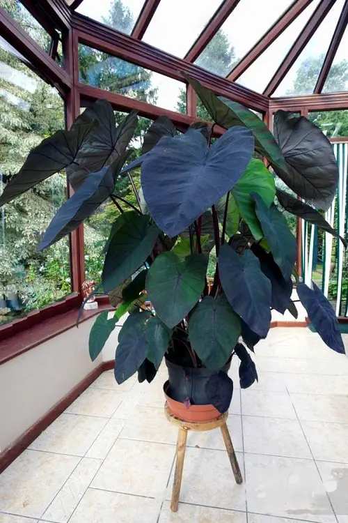 Colocasia Varieties to Grow Indoors