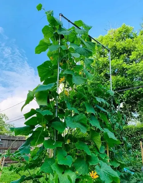 Southern California's Best Vegetables 1