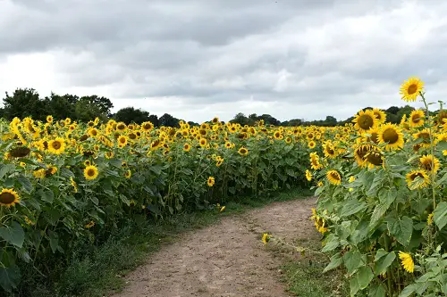 sunflower arrangement ideas 10