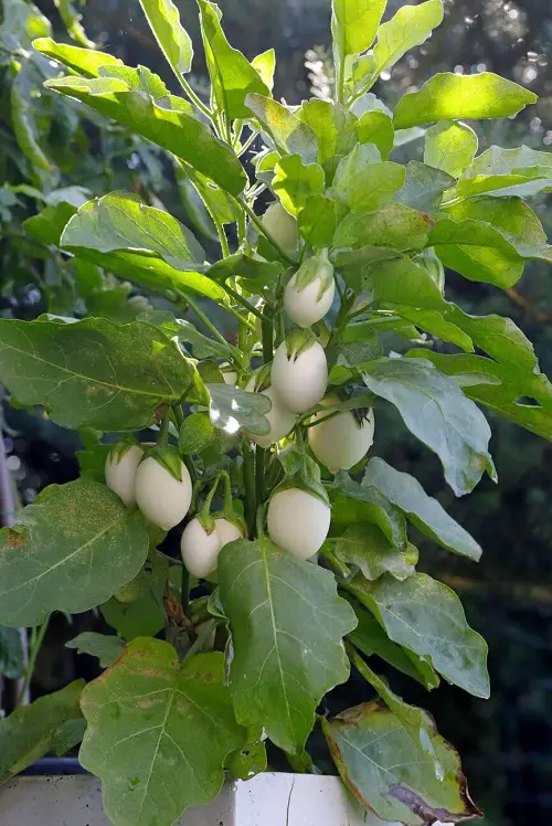Southern California's Finest Vegetables 3