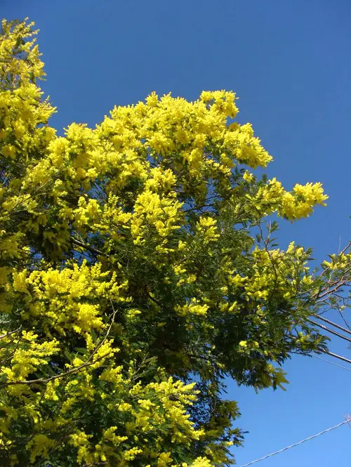 Fern like trees 2