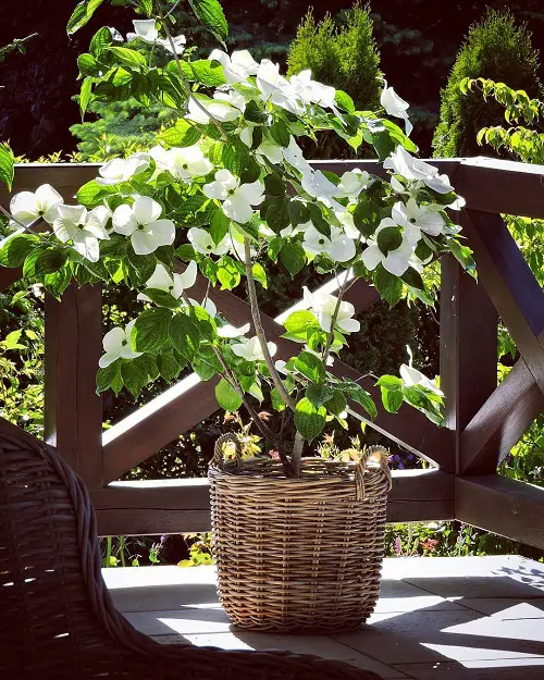 Future-Prognosticating Plants