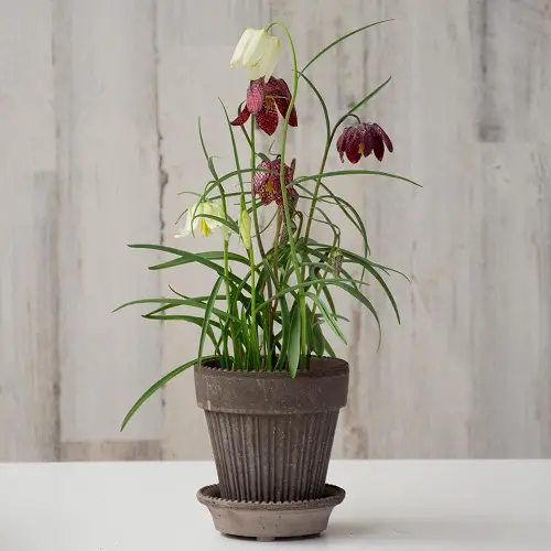 best wildflowers for pots