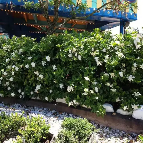 long Evergreen Shrubs For Privacy