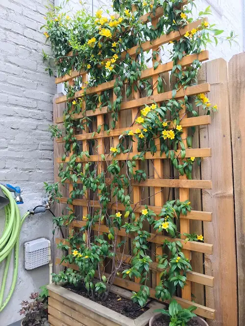 unique Vines That Grow on Trees