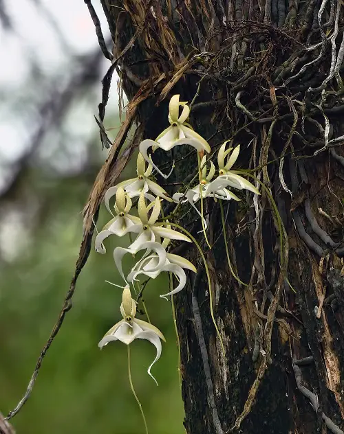 Unique Perennials You Can Grow This Summer on tree