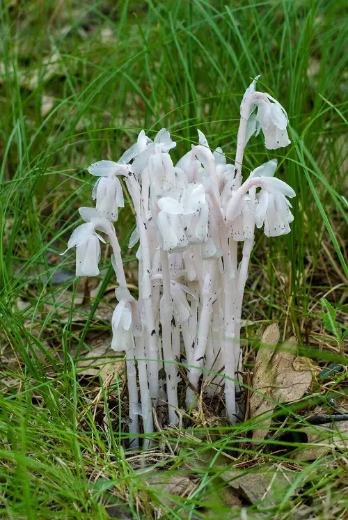 Plants That Look Like Mushrooms 1