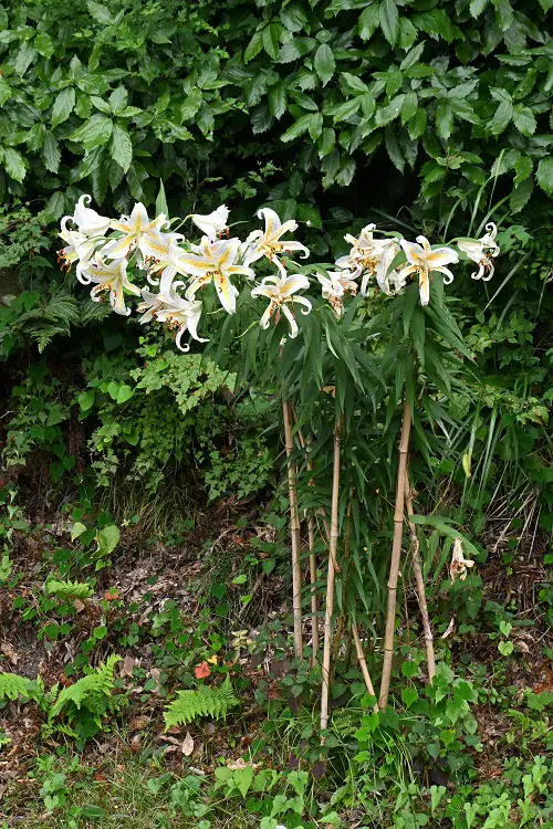 Unique Perennials You Can Grow This Summer in garden