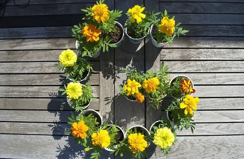 Ideas To Grow Marigolds 12
