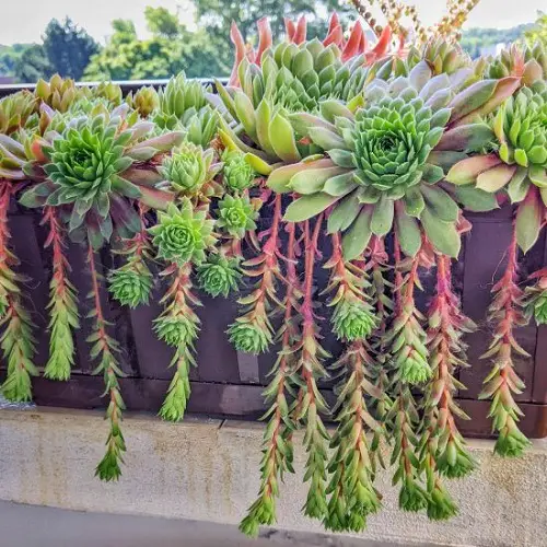 Hens and Chicks in pot