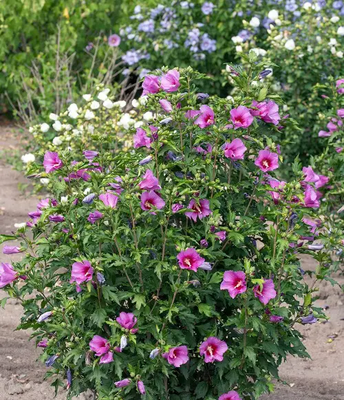 Shrubs That Bloom All Summer 2