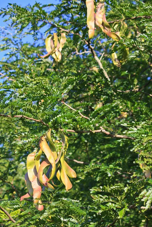 Trees that Look Like a Fern 7