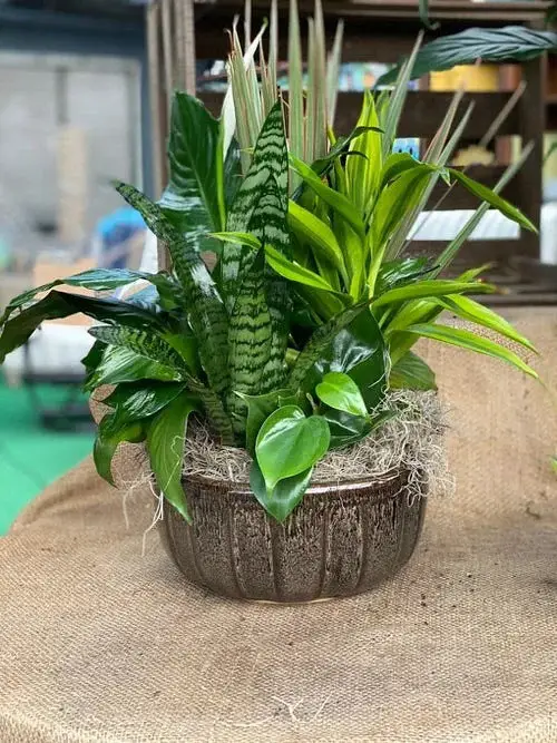 Snake Plant Container Combination