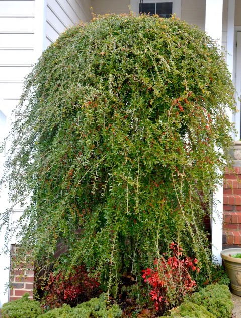 Texas Shrubs for Privacy Growth