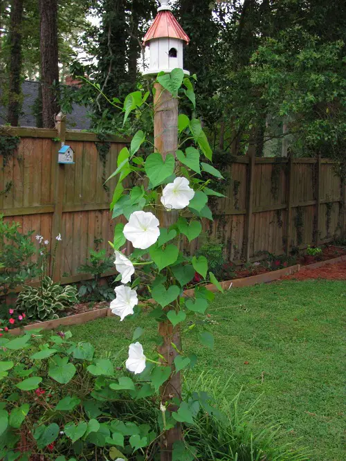 Vines That Grow on Trees in garden 5