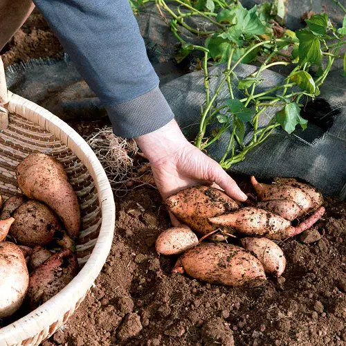 Fruits That Grow Underground