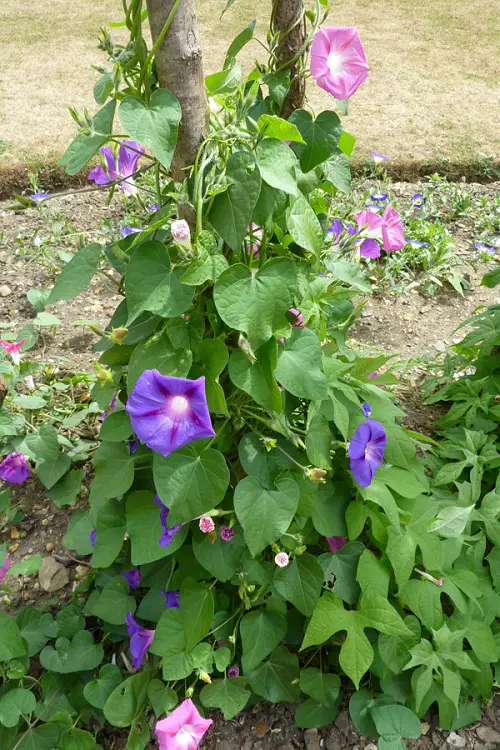Vines that grow on trees 32