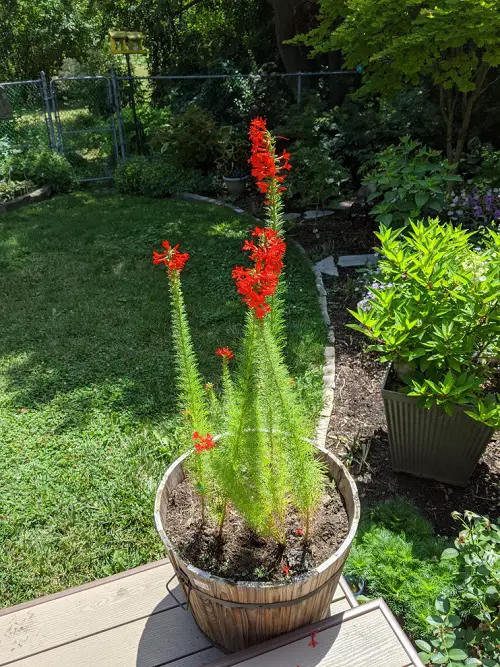 Most searched wildflowers for pots