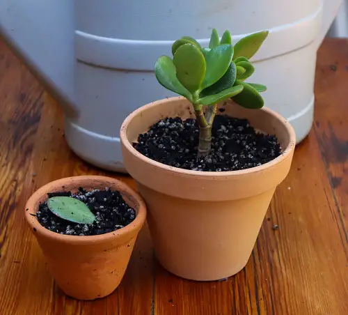 Succulent that grow from leaves indoor 2