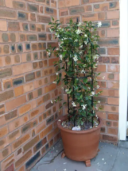 potted plants trellis 15