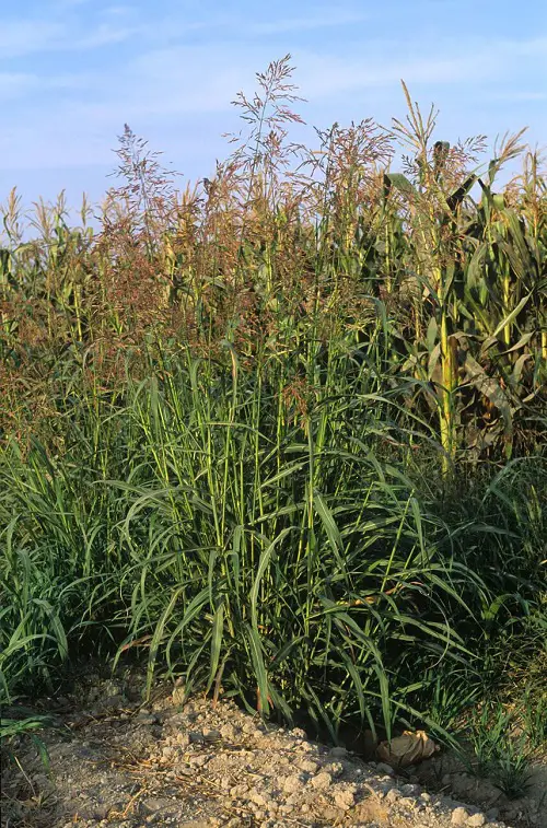Corn like plants