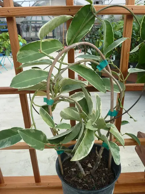 potted plants trellis 19