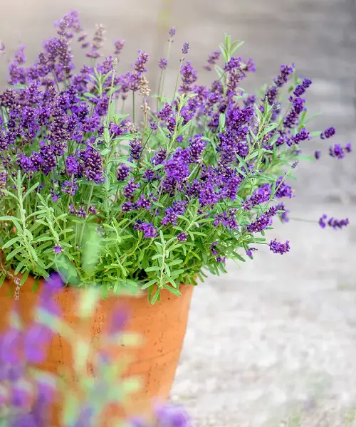 Worst Child Friendly Plants 2